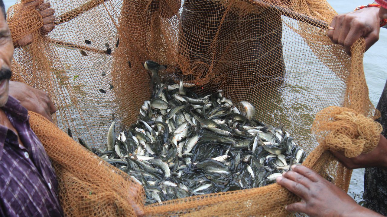 Fish Farming Is Huge Advantage Proper Fertilization And Care Pond Rapidly Increase Production And Increase Income