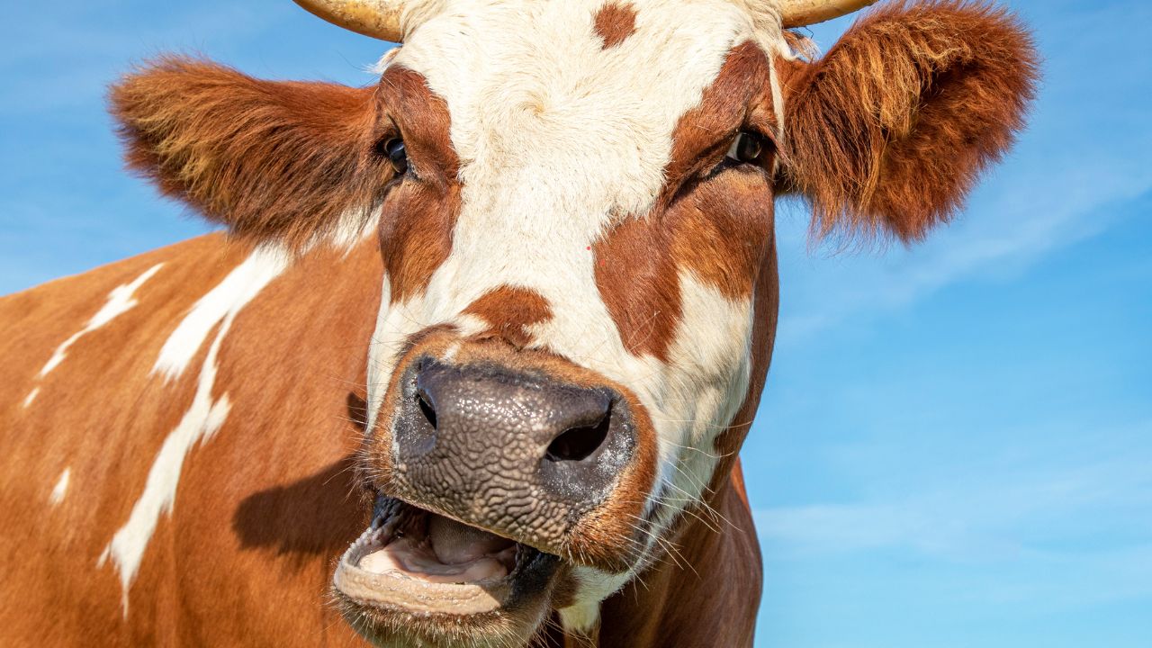 An Easy Way Protect Animals From Foot And Mouth Disease This Village Recipe Provide Relief And Increase Milk Production