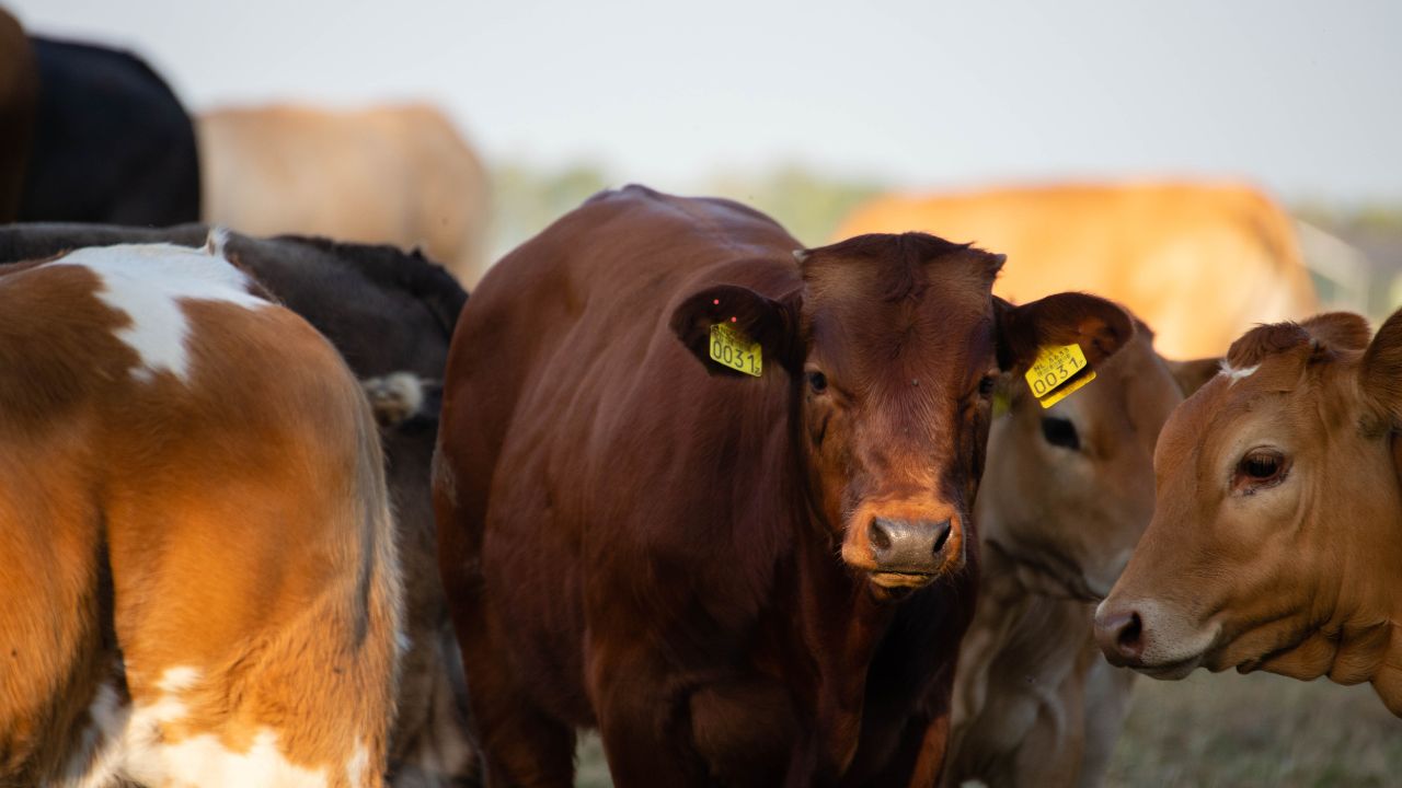 Why Craze Indigenous Cows Increasing Providing Better Profits At Lower Costs And Making Farming Safer Environment