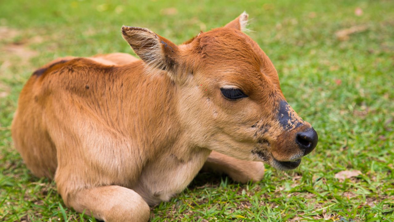अब हर गाय देगी साहीवाल बछिया, बिहार में टेस्ट ट्यूब तकनीक से डेयरी सेक्टर में बड़ा धमाका