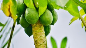 गेहूं-धान छोड़ पपीते की खेती में किसानों की एंट्री, रेड लेडी किस्म से 6 महीने में मोटी कमाई!