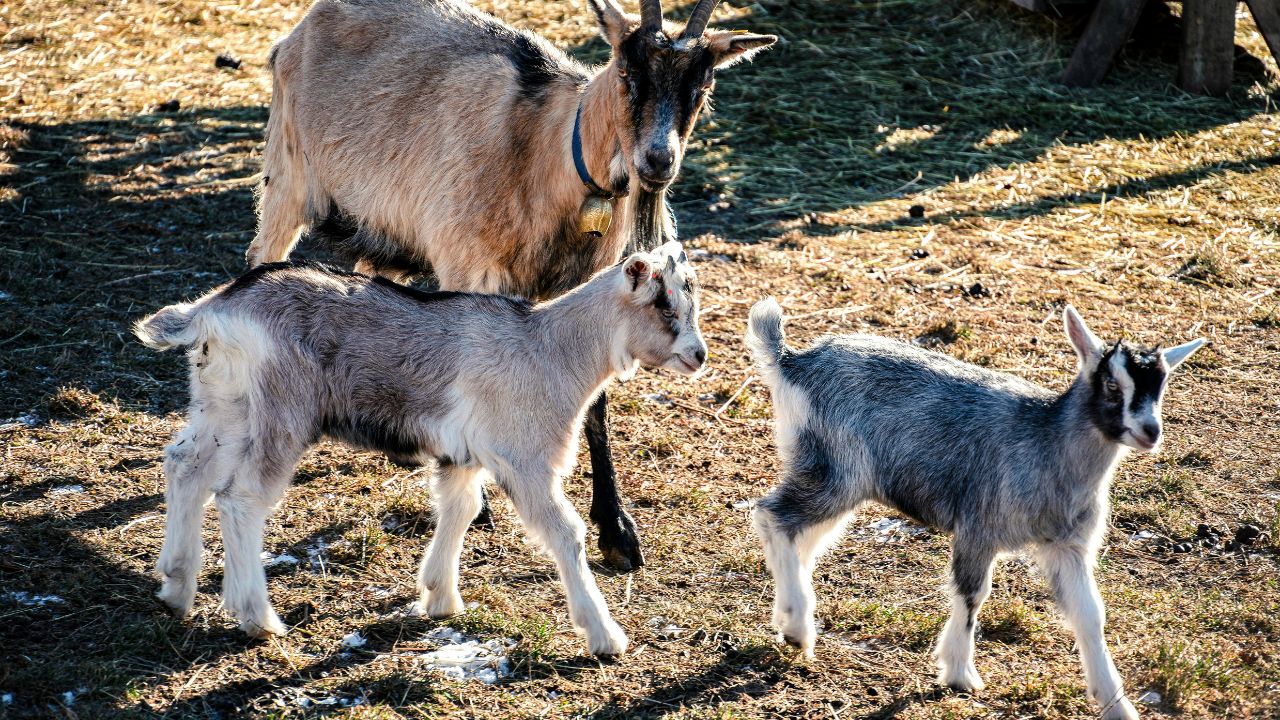 Heat Enemy Goats Danger Adopt These Simple Measures And Save Them From Losses