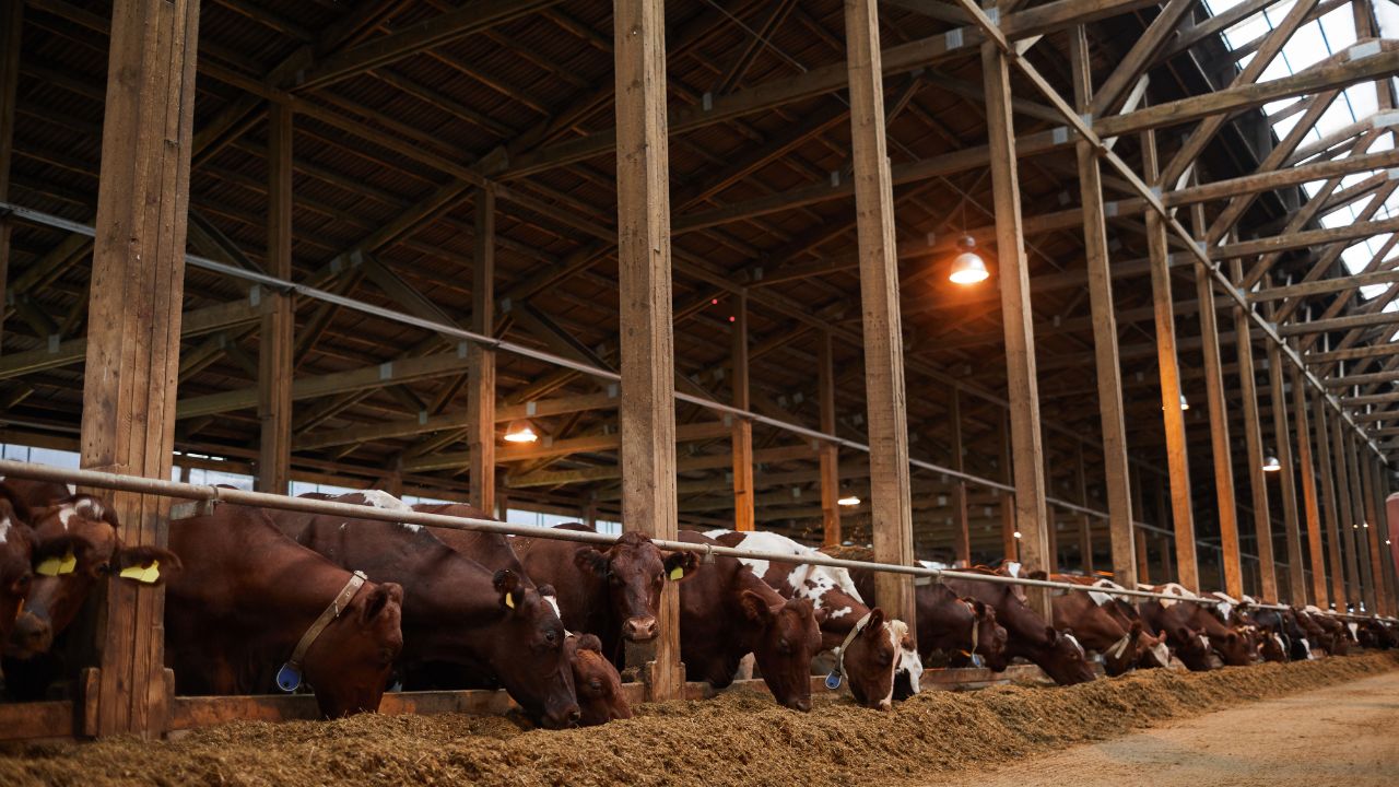 खेती से नहीं हो रही कमाई तो अपनाएं डेयरी फार्मिंग, इन 3 देसी गायों से हर महीने होगी तगड़ी कमाई!