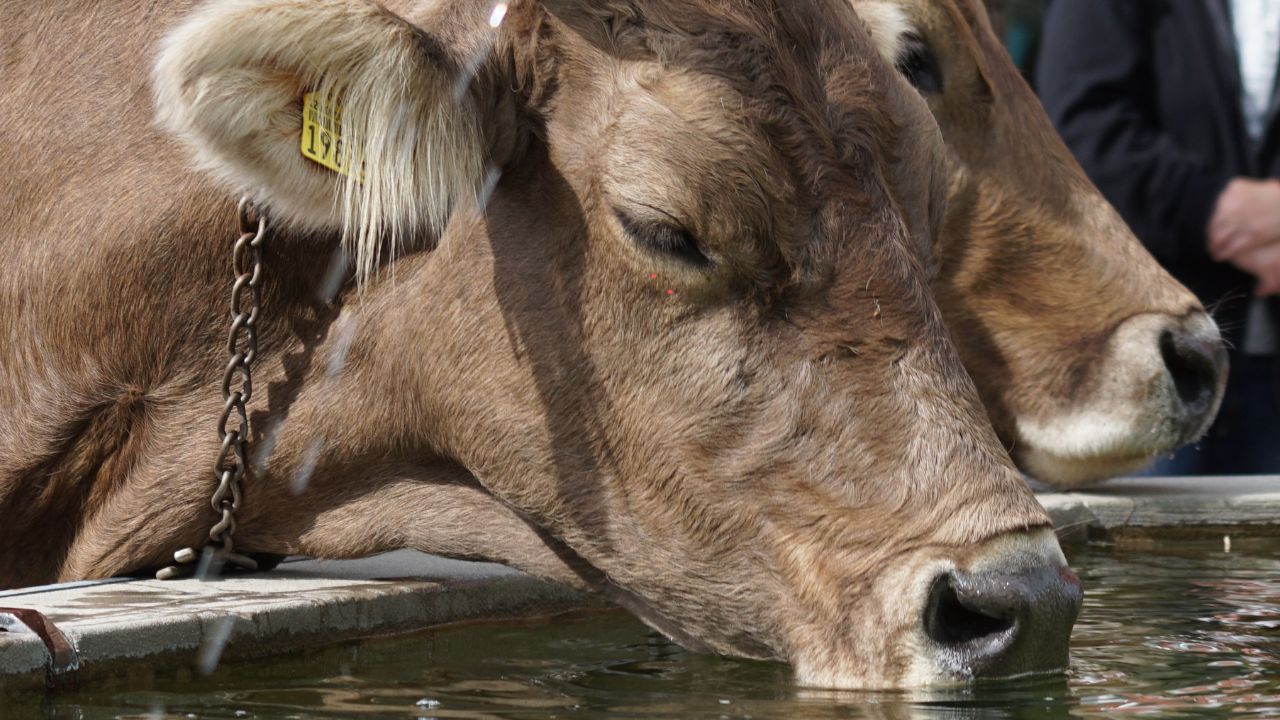 Great News Livestock Farmers Government Offering Cash Rewards Of Up 50000 Apply Now And Reap Benefits