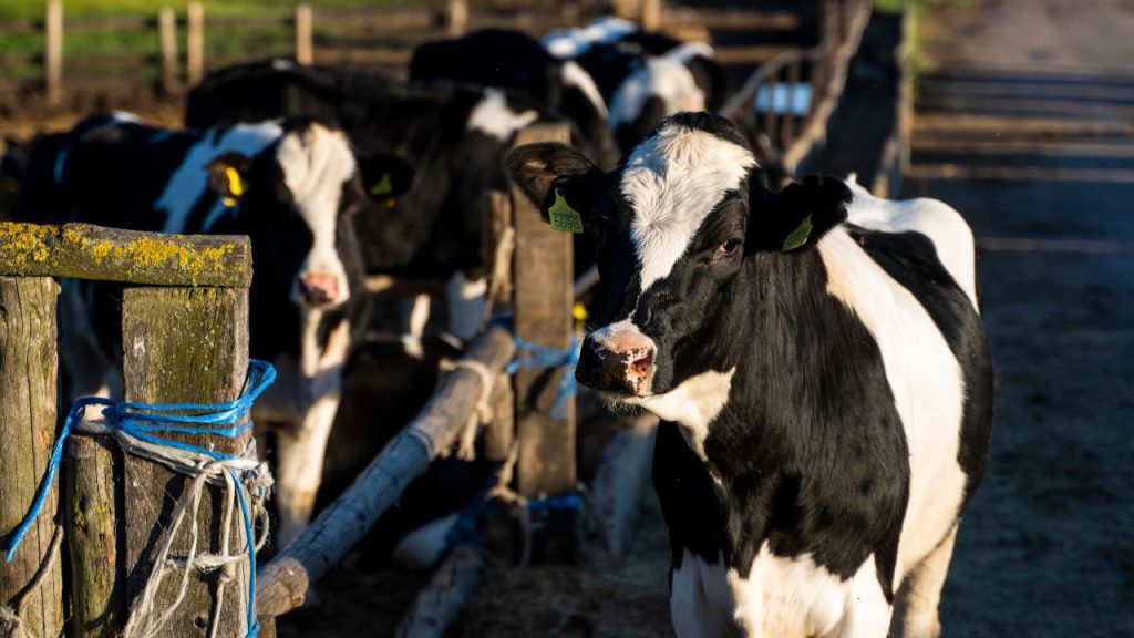 मौसम में बदलाव के समय पशुओं में कई तरह की बीमारियों का खतरा बढ़ जाता है. इसलिए इस अवधि में पशुपालकों को अपने पशुओं की सेहत पर विशेष ध्यान देना चाहिए, ताकि पशु स्वस्थ रहें और उत्पादन पर कोई असर न पड़े.
