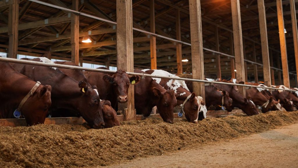 डॉ. आयुषी पांडे बताती हैं कि बदलते मौसम में पशुओं में मुंह-खुर रोग, खांसी-जुकाम और पाचन संबंधी समस्याएं तेजी से फैलती हैं. अगर समय पर ध्यान न दिया जाए, तो ये बीमारियां गंभीर रूप ले सकती हैं और पूरे पशुधन को प्रभावित कर सकती हैं. डॉ. आयुषी पांडे बताती हैं कि बदलते मौसम में पशुओं में मुंह-खुर रोग, खांसी-जुकाम और पाचन संबंधी समस्याएं तेजी से फैलती हैं. अगर समय पर ध्यान न दिया जाए, तो ये बीमारियां गंभीर रूप ले सकती हैं और पूरे पशुधन को प्रभावित कर सकती हैं.