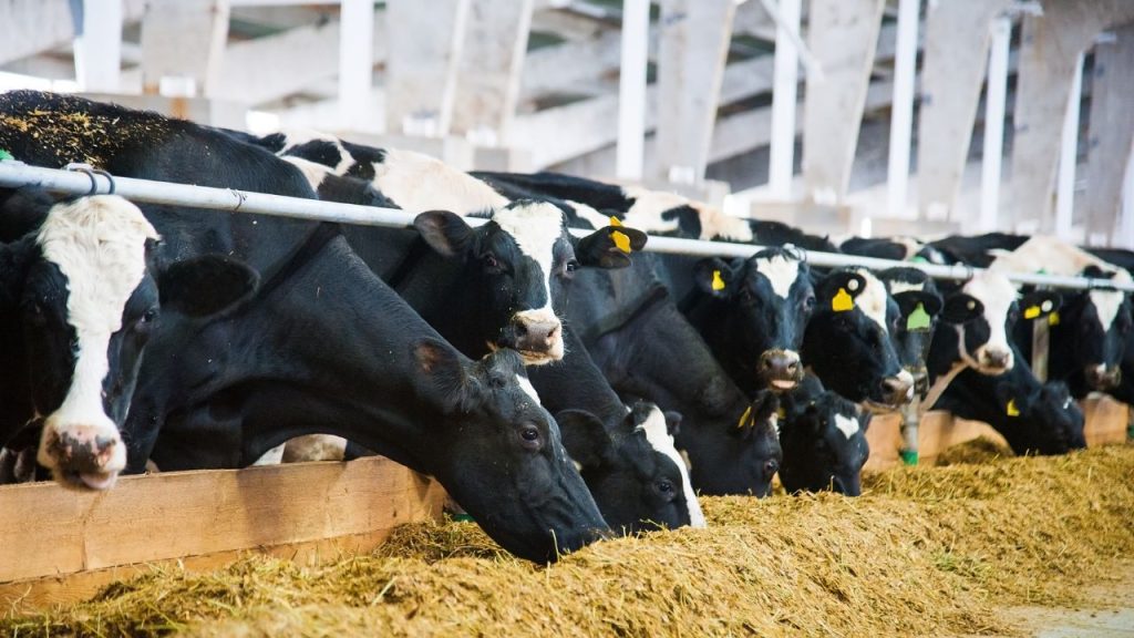 गर्मियों में सुबह का दूध 6 बजे से पहले निकाल लेना बेहतर होता है, क्योंकि इसके बाद तापमान तेजी से बढ़ने लगता है. वहीं शाम को दूध दुहने से पहले पशु को एक बार नहला देने से भी उन्हें राहत मिलती है.