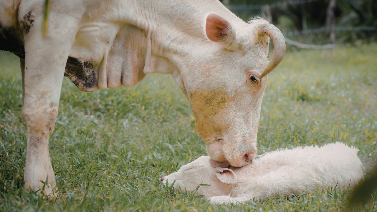नए जन्मे पशु को कैसे रखें स्वस्थ, जानिए सफाई और टीकाकरण से जुड़ी जरूरी बातें