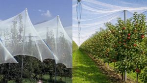 अब ओलावृष्टि नहीं बर्बाद कर पाएगी पूरी फसल, एंटी-हेल नेट किसानों के लिए बना सबसे बड़ा सुरक्षा कवच