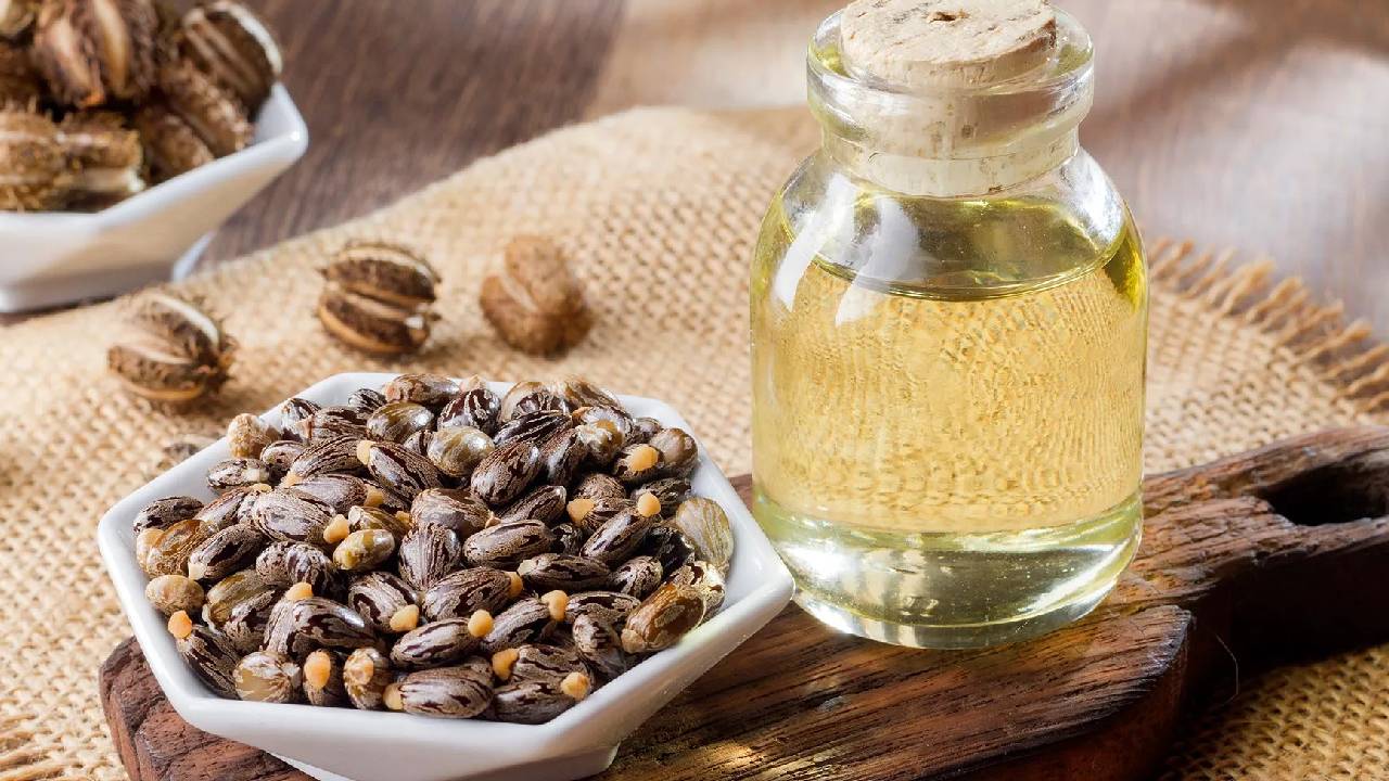 India Castor Production To Rise 11 Percent In Fy2025 26 Gujarat Rajasthan Lead Growth Higher Yield Better Monsoon