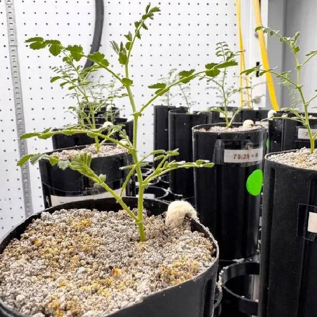 Scientists Successfully Grow Chickpeas in Simulated Moon Soil, A Step Toward Future Lunar Farming