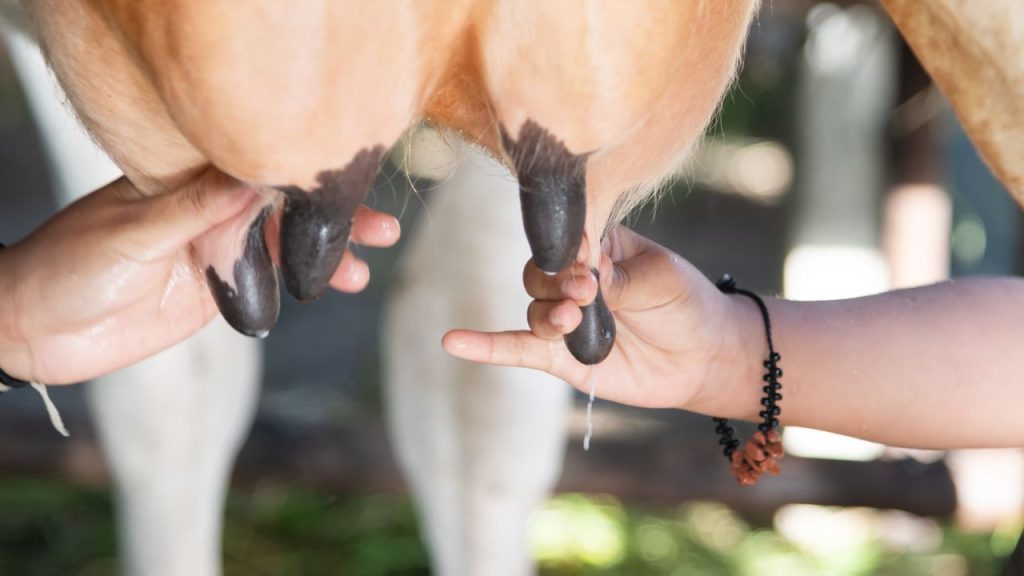 स्वच्छ वातावरण और सही आदतें न केवल दूध को सुरक्षित बनाती हैं, बल्कि पशुओं के स्वास्थ्य और उपभोक्ताओं की सेहत के लिए भी बेहद जरूरी होती हैं.