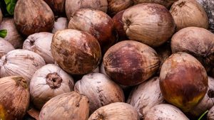 अब मशीनें करेंगी नारियल छीलने का काम, सहकारी संस्था ने किसानों को राहत और उत्पादन बढ़ाने के लिए शुरू की नई पहल