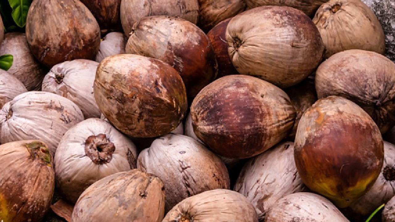 अब मशीनें करेंगी नारियल छीलने का काम, सहकारी संस्था ने किसानों को राहत और उत्पादन बढ़ाने के लिए शुरू की नई पहल