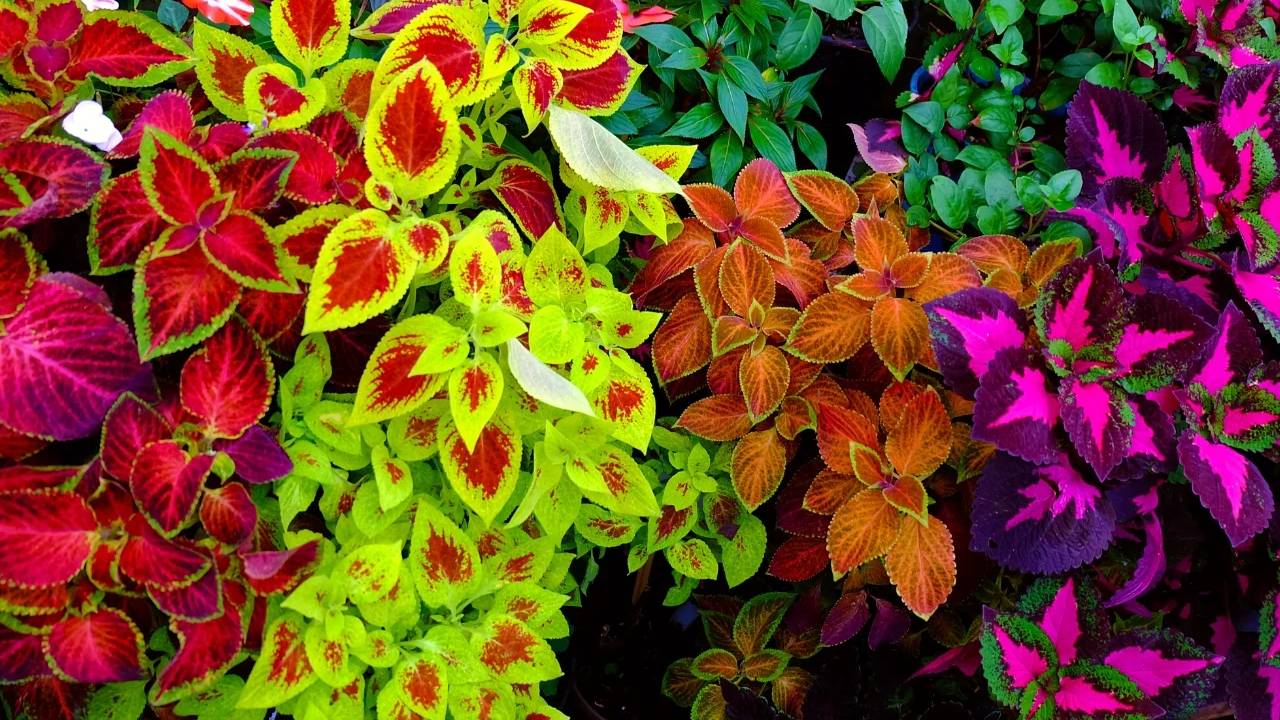 Colorful Foliage Plants To Refresh Home Garden Best Decorative Leaf Plants For Summer Landscaping Without Flowers