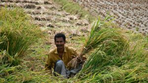 किसानों ने बीमा प्रीमियम राशि 36 हजार करोड़ दी और क्लेम पेमेंट 1.92 लाख करोड़ पाया, फसल बीमा से किसानों की चांदी किसानों ने बीमा प्रीमियम राशि 36 हजार करोड़ दी और क्लेम पेमेंट 1.92 लाख करोड़ पाया, फसल बीमा से किसानों की चांदी