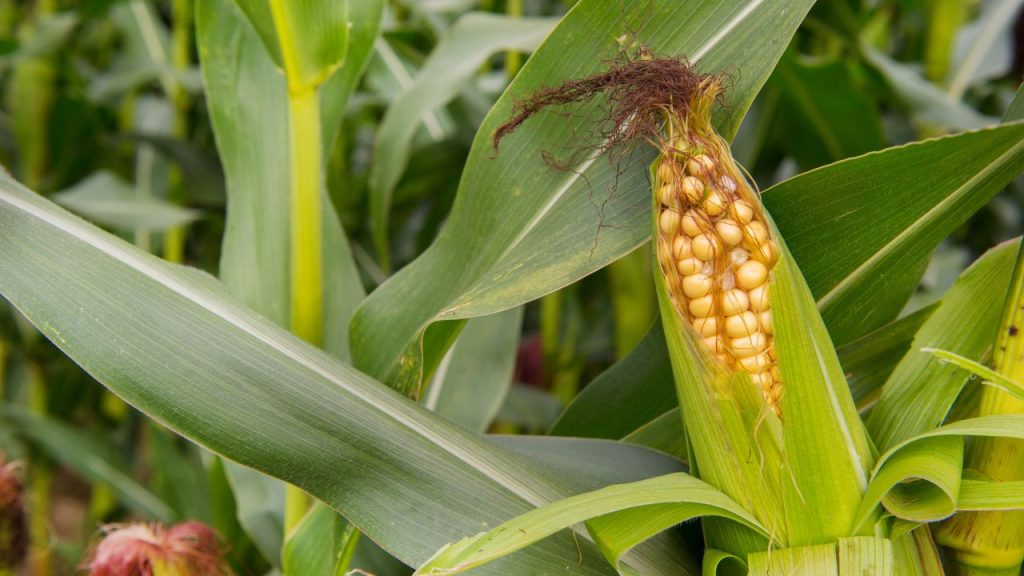 मक्के की अच्छी पैदावार सुनिश्चित करने के लिए खेत में सभी जरूरी पोषक तत्वों का संतुलित और सही तरीके से उपयोग करना बेहद आवश्यक होता है. जब मक्का को सही पोषण मिलता है, तो इसकी ग्रोथ बेहतर होती है और उत्पादन में काफी इजाफा देखा जा सकता है.