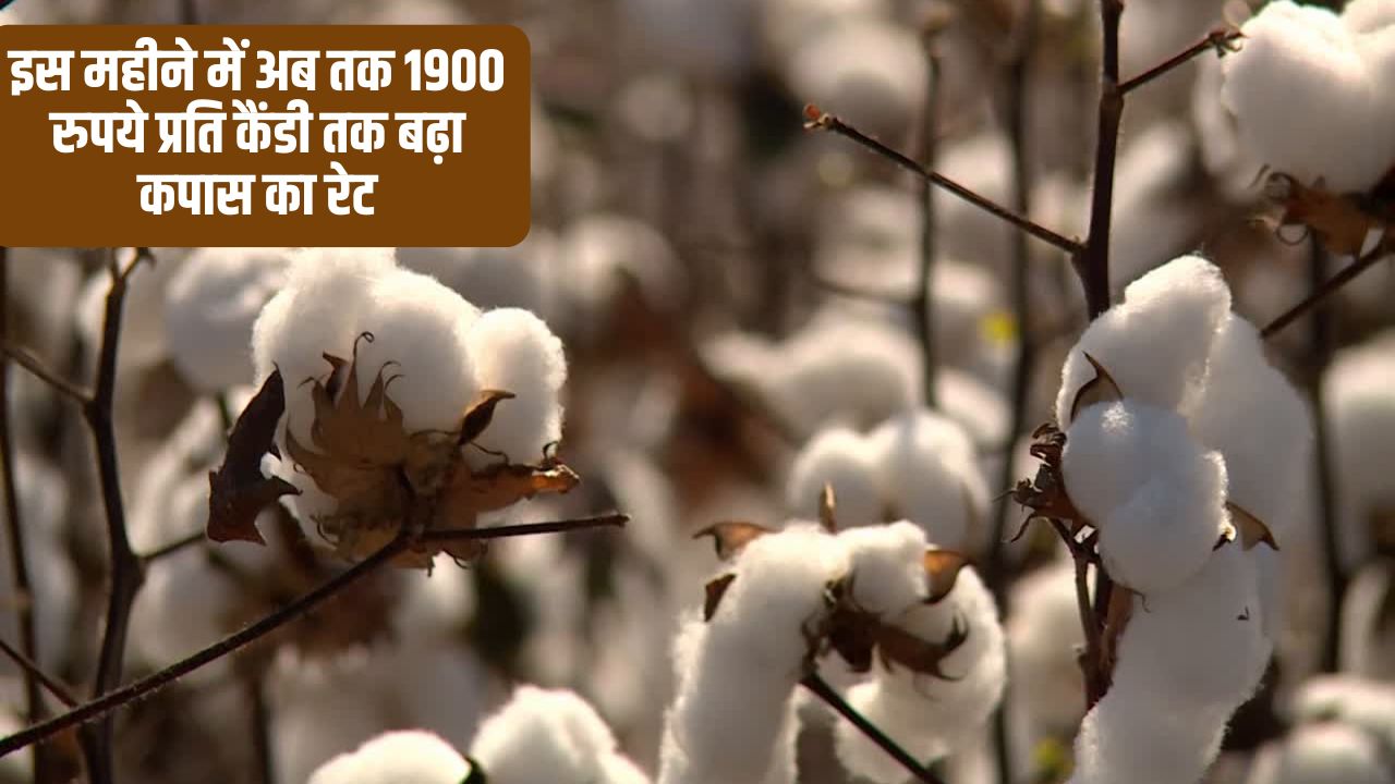 पूरी दुनिया में बढ़ी कपास की मांग, CCI ने कीमतों में की 300 रुपये की बढ़ोतरी.. किसानों को होगा फायदा?