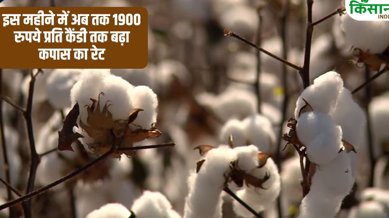 पूरी दुनिया में बढ़ी कपास की मांग, CCI ने कीमतों में की 300 रुपये की बढ़ोतरी.. किसानों को होगा फायदा?