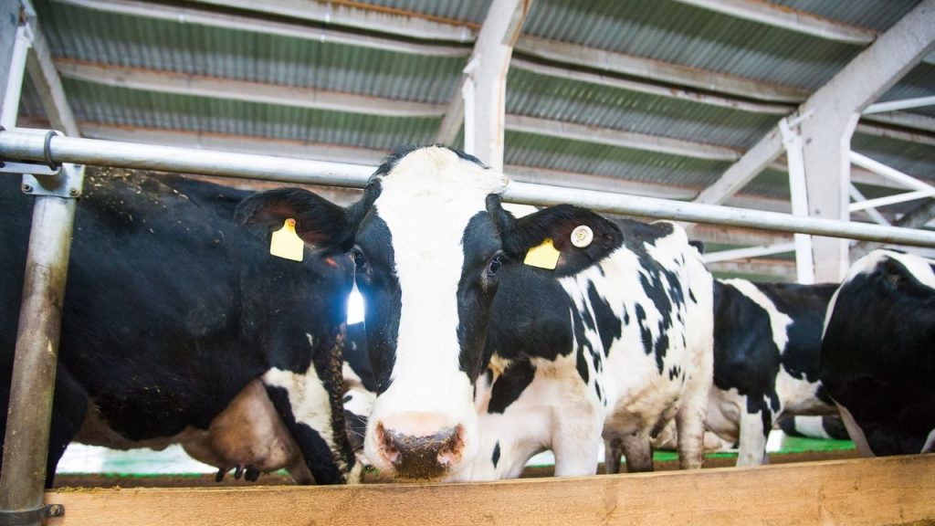 मौसमी घास का नियमित आहार: साल भर अपने पशुओं को नेपियर, बरसीम और ज्वार जैसी मौसमी घास खिलाएं. इससे शरीर मजबूत होता है और दूध की गुणवत्ता भी बेहतर होती है. मौसमी घास का नियमित आहार: साल भर अपने पशुओं को नेपियर, बरसीम और ज्वार जैसी मौसमी घास खिलाएं. इससे शरीर मजबूत होता है और दूध की गुणवत्ता भी बेहतर होती है.