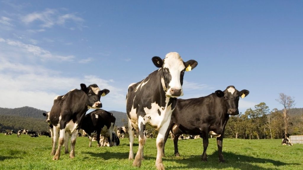 टैगिंग पशुपालकों और अधिकारियों को पशुओं के बारे में सही जानकारी देती है, जिससे वंश सुधार, पोषण, स्वास्थ्य और उत्पादन संबंधी निर्णय आसान और वैज्ञानिक तरीके से लिए जा सकते हैं. टैगिंग पशुपालकों और अधिकारियों को पशुओं के बारे में सही जानकारी देती है, जिससे वंश सुधार, पोषण, स्वास्थ्य और उत्पादन संबंधी निर्णय आसान और वैज्ञानिक तरीके से लिए जा सकते हैं.