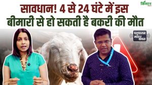 बकरी पालन में खतरनाक बीमारी का खतरा.. 4 से 24 घंटे में हो सकती मौत, वैज्ञानिक डॉ. वाई के सोनी की चेतावनी
