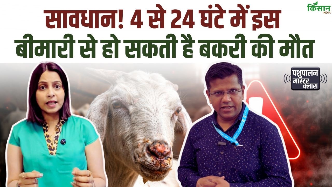 बकरी पालन में खतरनाक बीमारी का खतरा.. 4 से 24 घंटे में हो सकती मौत, वैज्ञानिक डॉ. वाई के सोनी की चेतावनी