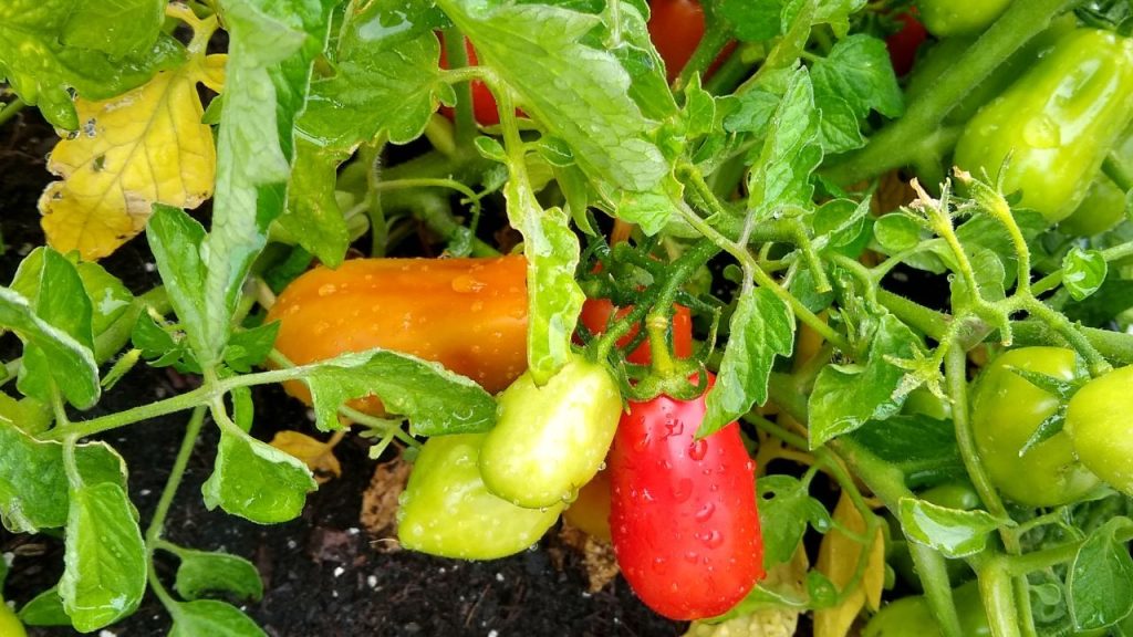 पौधों की अच्छी ग्रोथ और अधिक फल पाने के लिए मस्टर्ड केक (सरसों खली) का लिक्विड फर्टिलाइजर हर 7 दिन में दें. यह प्राकृतिक पोषण देता है और मिट्टी की गुणवत्ता बनाए रखता है. साथ ही पिंचिंग तकनीक अपनाएं, यानी मुख्य तने के ऊपरी हिस्से को हल्का काटें.