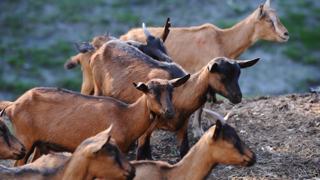 बकरी पालन ग्रामीण क्षेत्रों में कम निवेश में शुरू होने वाला एक बेहतरीन व्यवसाय है. इसमें ज्यादा जमीन या बड़े इंफ्रास्ट्रक्चर की जरूरत नहीं होती, इसलिए छोटे और सीमांत किसान भी इसे आसानी से शुरू कर सकते हैं और नियमित आय का स्रोत बना सकते हैं.