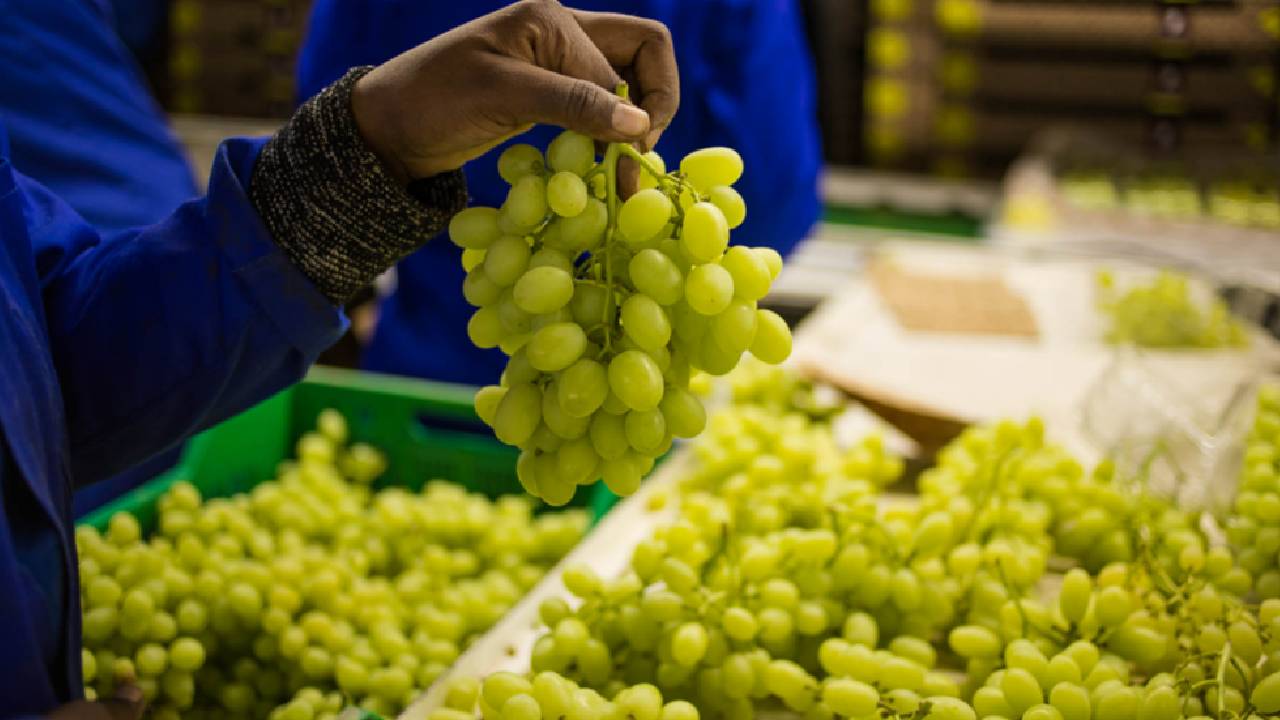 रमजान से पहले अंगूर कारोबार को झटका, दुबई जाने वाले 300 कंटेनर अटके, गिर सकते हैं अंगूर के दाम
