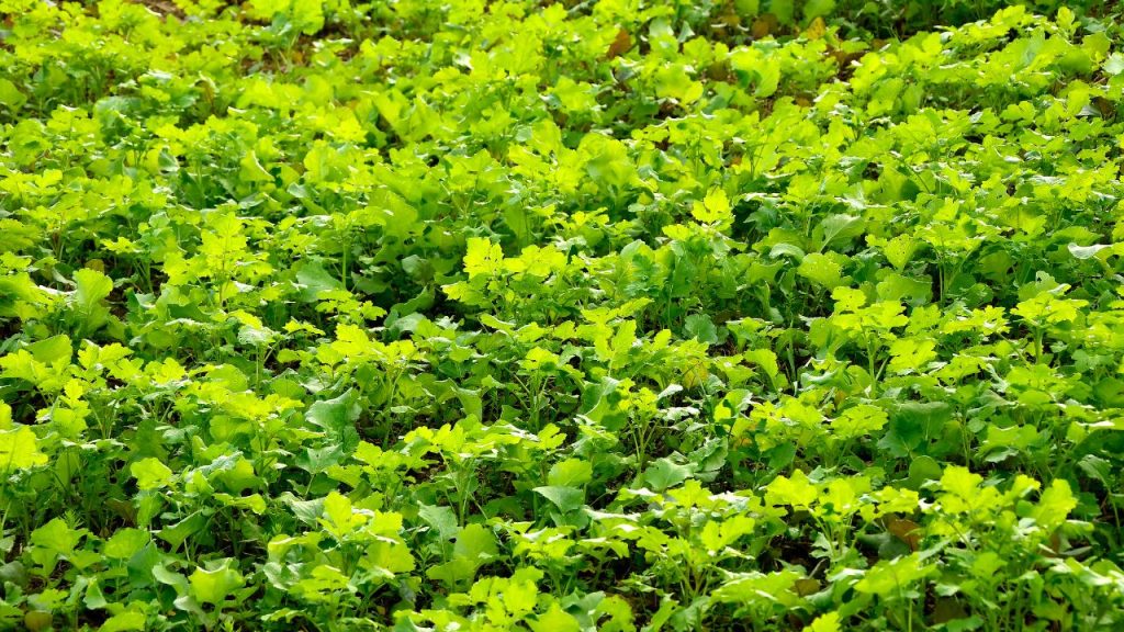 ग्रीन मैन्योर एक बार का उपाय नहीं है, बल्कि इसे लगातार अपनाने से ही इसका पूरा फायदा मिलता है. 2-3 सीजन तक इसका उपयोग करने से मिट्टी की गुणवत्ता में स्थायी सुधार देखने को मिलता है.