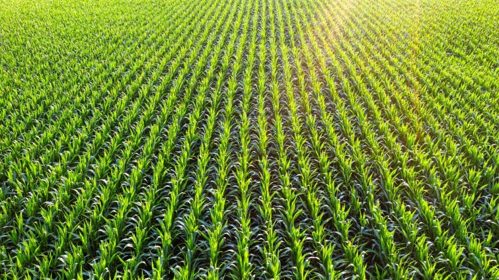 यह मिट्टी में जैविक पदार्थ (organic matter) की मात्रा बढ़ाता है, जिससे मिट्टी जीवंत और उपजाऊ बनी रहती है. लंबे समय में यह खेती को टिकाऊ (sustainable) बनाता है.