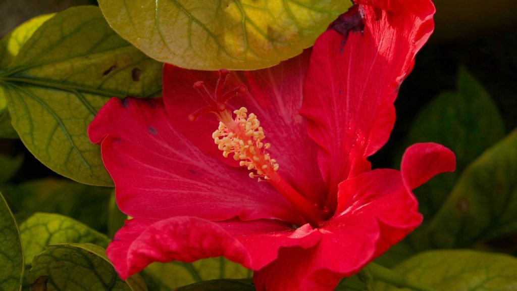 चायपत्ती न फेंकें, खाद बनाएं: इस्तेमाल की हुई चायपत्ती को अच्छी तरह धोकर सुखा लें और फिर मिट्टी में मिलाएं. यह एक बेहतरीन जैविक खाद है. इससे मिट्टी की गुणवत्ता सुधरती है, नमी बनी रहती है और पौधा लंबे समय तक स्वस्थ रहता है. चायपत्ती न फेंकें, खाद बनाएं: इस्तेमाल की हुई चायपत्ती को अच्छी तरह धोकर सुखा लें और फिर मिट्टी में मिलाएं. यह एक बेहतरीन जैविक खाद है. इससे मिट्टी की गुणवत्ता सुधरती है, नमी बनी रहती है और पौधा लंबे समय तक स्वस्थ रहता है.