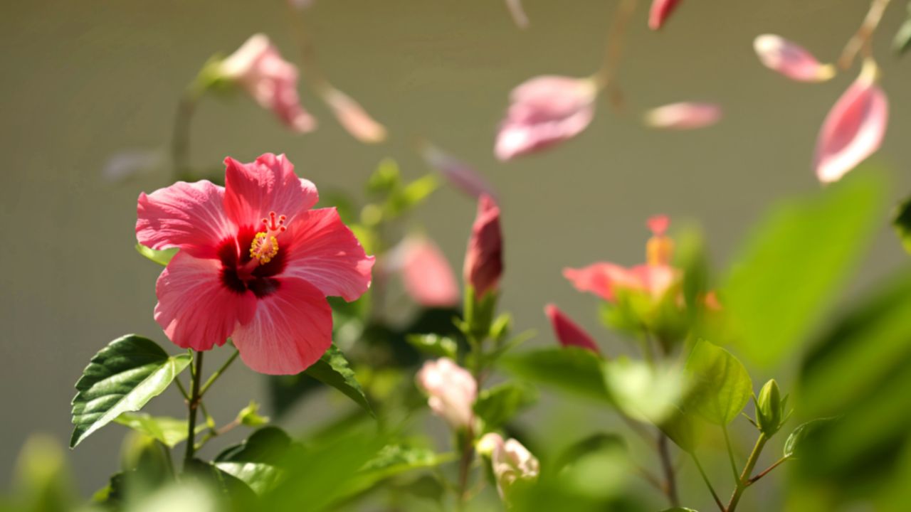 Gardening Tips Hibiscus Plant Care Tips For Summer Gudhal Ke Paudhe Ki Dekhbhal Ke Tips