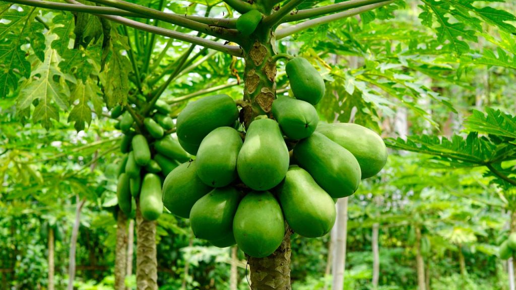 लाभकारी फसल: परंपरागत फसलों से सीमित आय मिलने के कारण किसान अब पपीते जैसी उच्च लाभ वाली फसल की ओर रुझान बढ़ा रहे हैं, जो कम समय में अधिक मुनाफा देती है और खेती को आर्थिक रूप से फायदेमंद बनाती है.