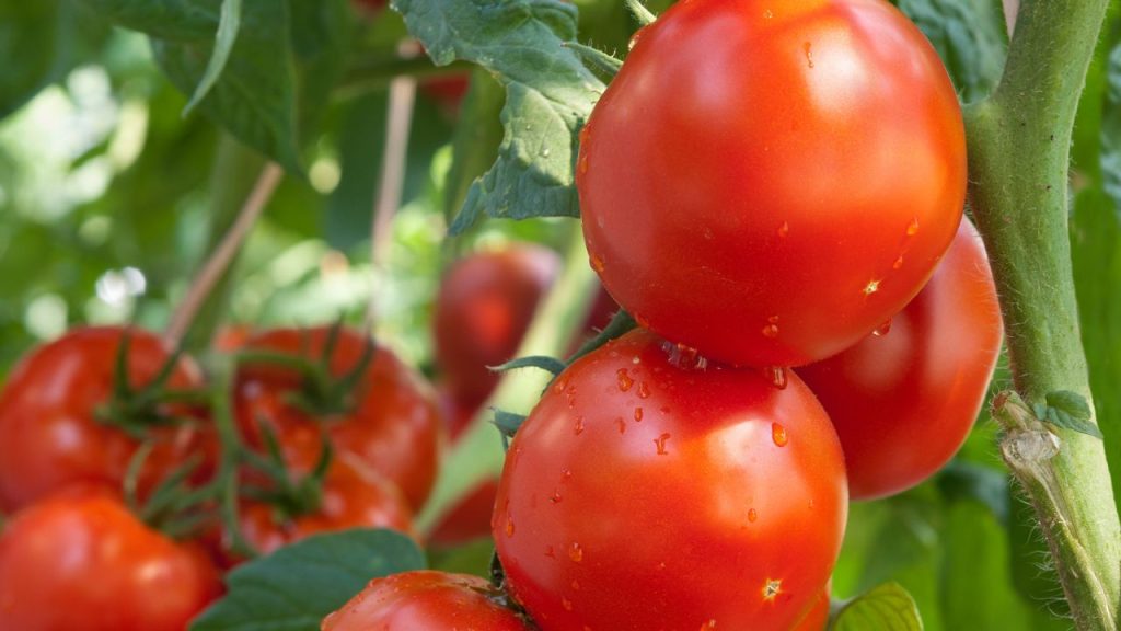 टमाटर के बीज सीधे बड़े गमले में लगाने के बजाय पहले सीड ट्रे या छोटे कंटेनर में पौध तैयार करें. लगभग 20–25 दिन बाद जब पौधा मजबूत हो जाए, तब उसे गमले में लगाएं. रोपाई करते समय पौधे को थोड़ा गहराई में लगाना चाहिए, ताकि तने से भी नई जड़ें निकल सकें. 