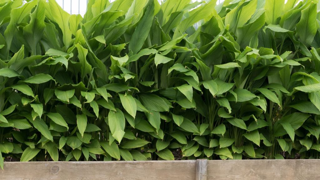 हल्दी की फसल लगभग 250 दिनों में तैयार हो जाती है. अगर सही तरीके से खेती की जाए, तो किसान प्रति एकड़ 2 से 4 लाख रुपये तक का मुनाफा कमा सकते हैं, जो इसे बेहद लाभदायक फसल बनाता है. हल्दी की फसल लगभग 250 दिनों में तैयार हो जाती है. अगर सही तरीके से खेती की जाए, तो किसान प्रति एकड़ 2 से 4 लाख रुपये तक का मुनाफा कमा सकते हैं, जो इसे बेहद लाभदायक फसल बनाता है.