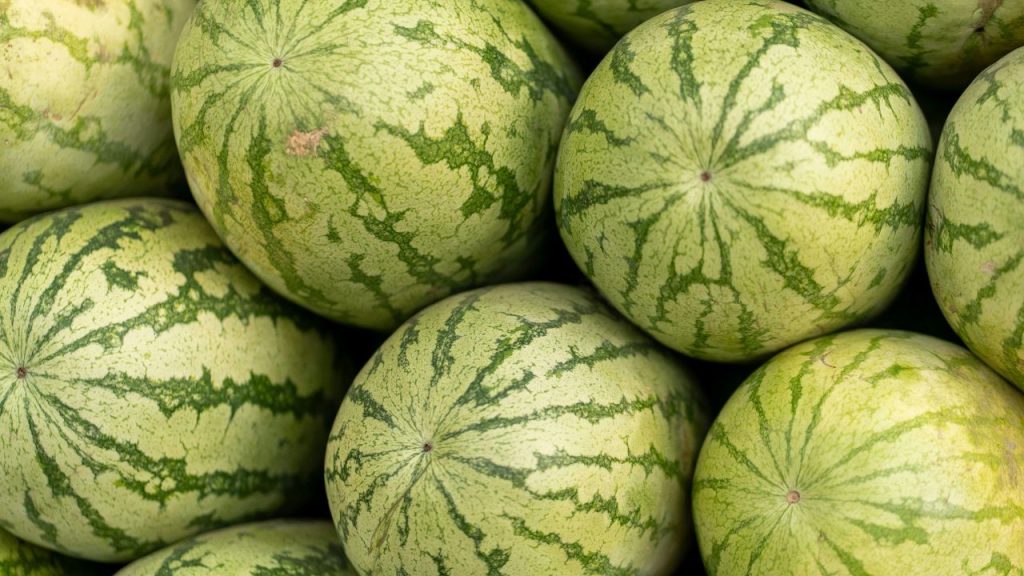 एक अच्छा तरबूज हमेशा एक समान रंग का और हल्का चमकदार होता है. छिलके पर बनी काली रेखाएं (वेबिंग) यह बताती हैं कि फल मीठा है. जितनी ज्यादा और पास-पास ये रेखाएं होंगी, उतनी ही ज्यादा मिठास मिलने की संभावना होती है.