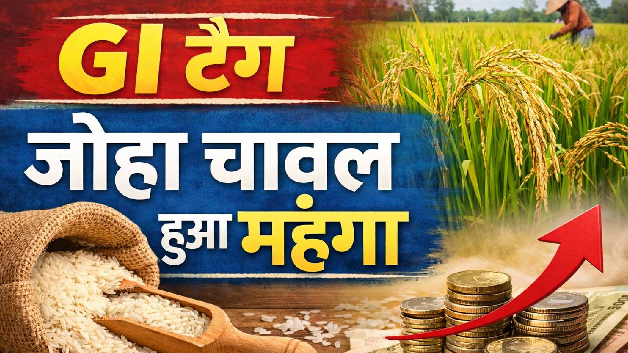 GI टैग वाला खुशबूदार जोहा चावल हुआ महंगा, एक साल में दाम दोगुने, जानिए क्यों आम लोगों की पहुंच से दूर