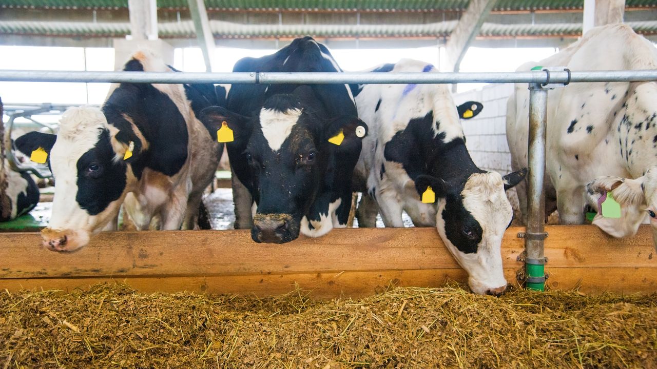 Kachnar Leaves Benefits For Milch Animals In Summer Increase Milk Production Natural Fodder