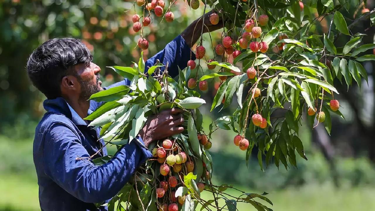 100 करोड़ की नर्सरी इंडस्ट्री पर मौसम की मार, कश्मीर के किसान कर रहे बारिश का इंतजार