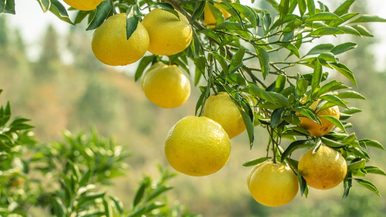 Lemon Farming Tips For March How To Increase Fruit Yield In Lemon Orchards To Prevent Pest Damage