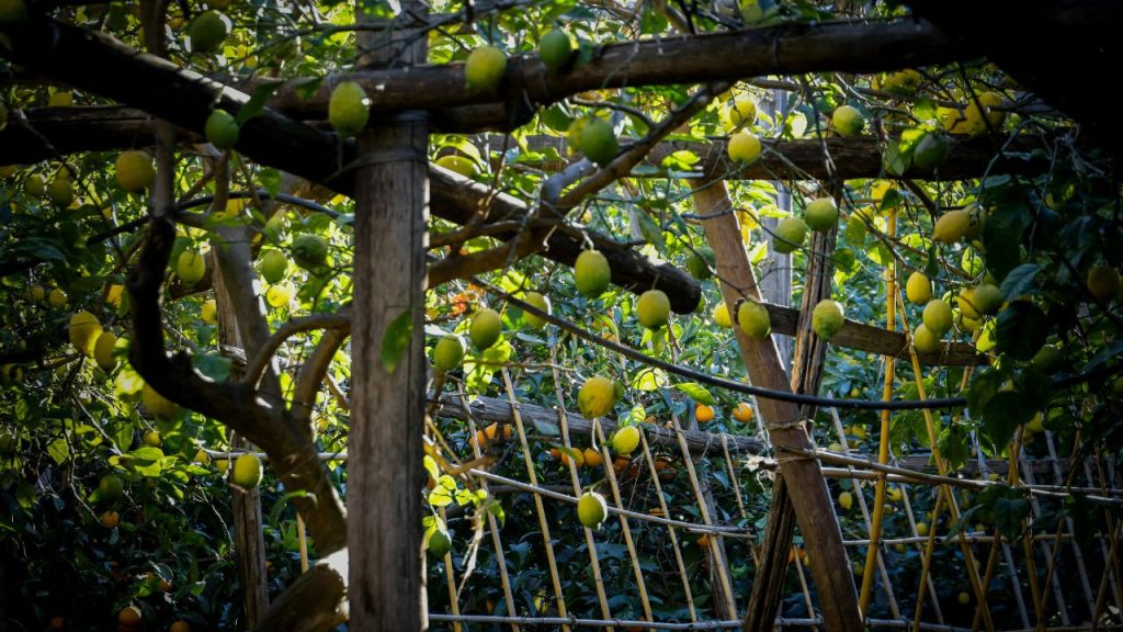 नींबू के बागों की नियमित निगरानी बहुत जरूरी है. पोषण, सिंचाई और कीट नियंत्रण का सही समय पर पालन करने से फलों की गुणवत्ता और पैदावार दोनों में सुधार आता है.