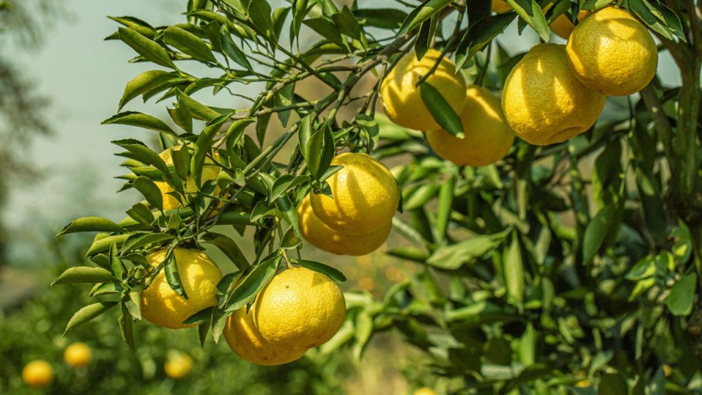 मार्च में बढ़ते तापमान के कारण मिट्टी की नमी तेजी से कम हो जाती है. 10–15 दिन के अंतराल पर हल्की सिंचाई करनी चाहिए. ड्रिप सिंचाई प्रणाली जड़ों तक धीरे-धीरे नमी पहुंचाती है और पानी की बचत भी करती है.