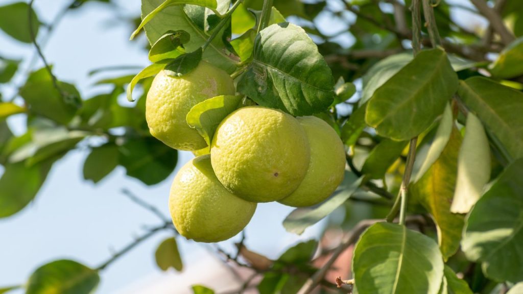 नींबू के पौधों में जिंक, बोरॉन और आयरन जैसी कमी होने पर फूल और फल कम लगते हैं. डॉ. एस.के. सिंह के अनुसार, 0.3% जिंक सल्फेट, बोरॉन और फेरस सल्फेट का पत्ती पर छिड़काव पौधों को जरूरी पोषण देता है और फूलों की संख्या बढ़ाता है.