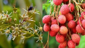 मार्च में लीची के पेड़ों पर आने लगते हैं फूल, अभी कर लें ये काम तो मिलेगा शानदार मुनाफा