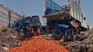 टमाटर के 4 रुपये प्रति किलो दाम मिलने पर टूटा किसान, 25 क्विंटल फसल सड़क पर फेंककर जताई नाराजगी