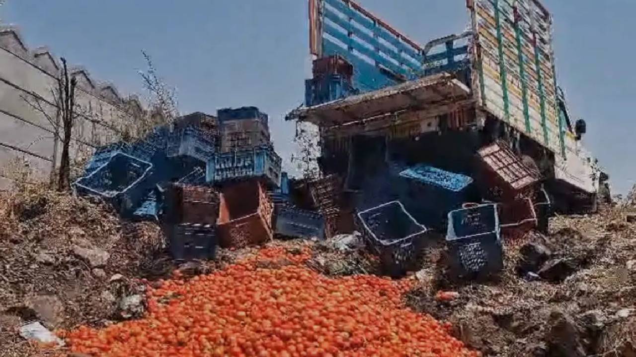 Maharashtra Tomato Farmer Dumps Produce Low Price 4 Per Kg Export Crisis Middle East Impact India