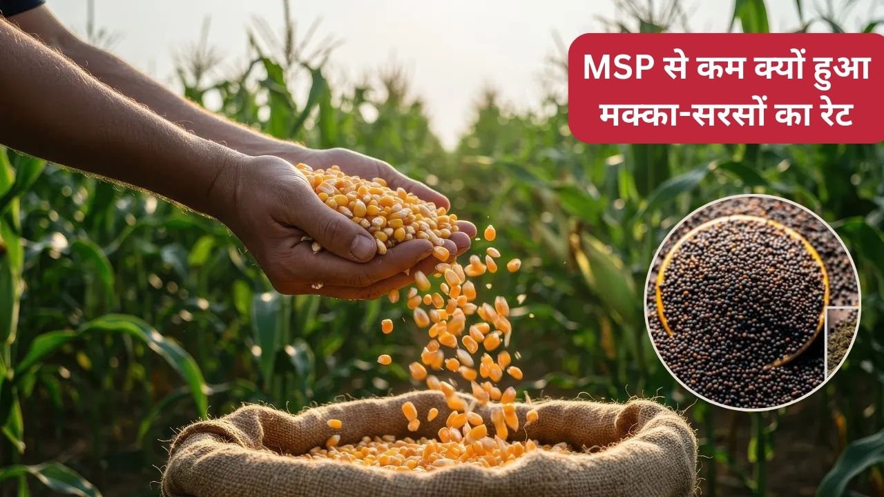 Mandi Rate Maize And Mustard Prices Below Msp And Onion Prices Are Priced At Rs 150 Per Quintal
