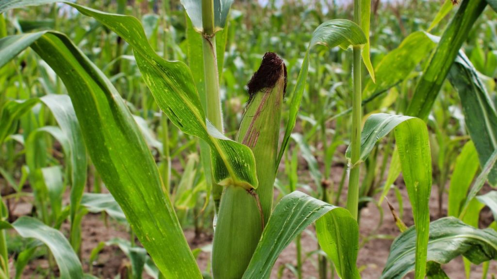 साथ ही, बोरॉन, मैंगनीज, कॉपर और जिंक जैसे सूक्ष्म पोषक तत्व भी फसल की वृद्धि और बेहतर पैदावार में महत्वपूर्ण भूमिका निभाते हैं. इनकी कमी होने पर मक्के की पत्तियों का रंग फीका पड़ सकता है, पौधे कमजोर हो सकते हैं और उत्पादन में कमी आ सकती है.